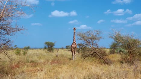 Toma-Panorámica-De-Una-Jirafa-Solitaria-Junto-A-Algunos-Arbustos-De-Acacia-En-La-Sabana-Africana