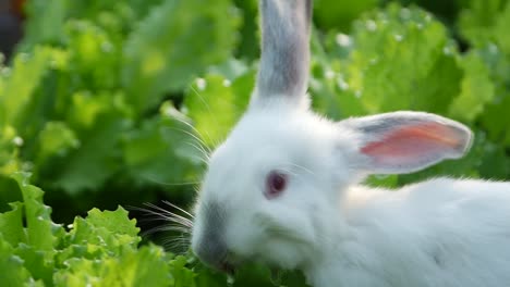 a white rabbit eating fresh green lettuce
