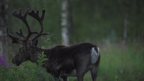 Sambar-Hirschfütterung-Mit-Gras-In-Vangsvik,-Norwegen-–-Breit