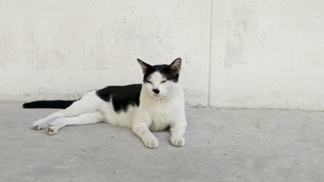 black and white cats are sitting and looking at the camera