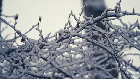 the first snow on the thin delicate beech tree branches