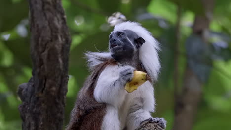 cotton top tamarin eating fruits