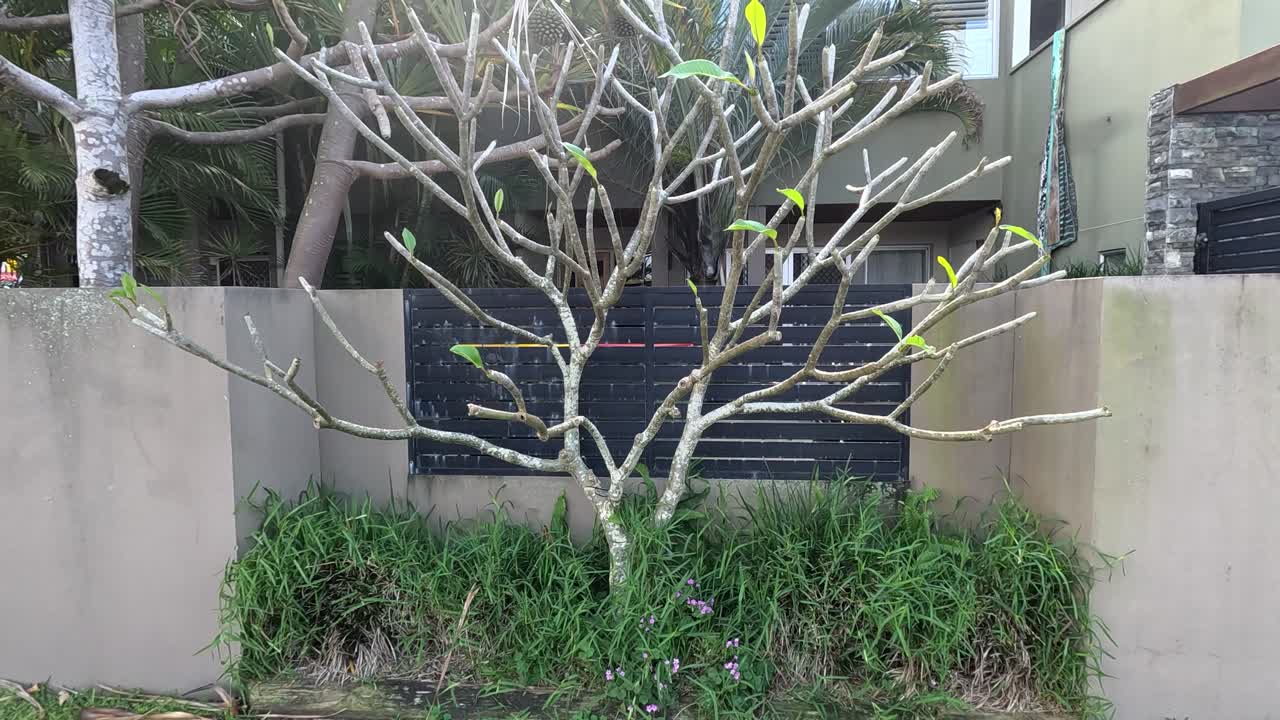 樹枝が風の中でゆっくりと動いている