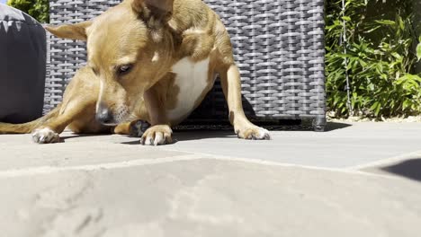 Cute-brown-dog-chilling-and-sleeping-in-the-sun-on-a-sunny-day-in-england