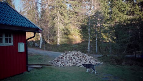 siberian husky puppy wandering around the backyard near the pile of firewoods