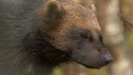 Ein-Vielfraß,-Der-Sich-Mit-Geöffneten-Augen-Umschaut