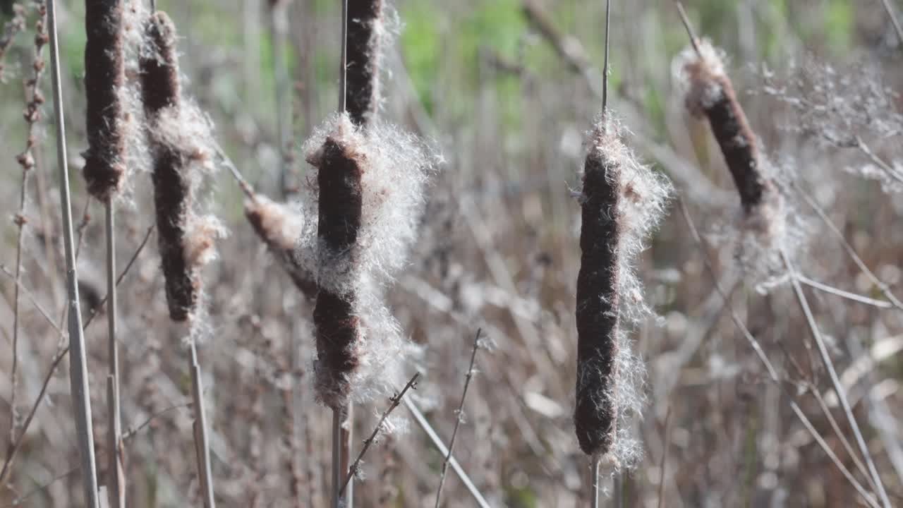 Tifa maggiore o Typha latifolia, infruttescenze all'inizio della primavera. Regno Unito.