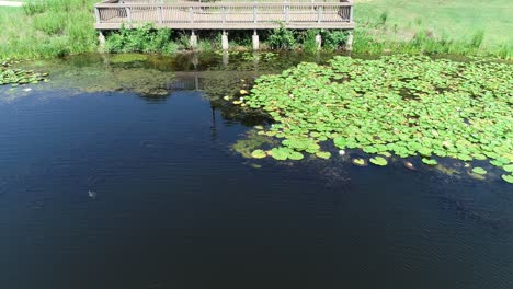 Aerial-drone-flight-over-Lily-Pads-with-white-flowers