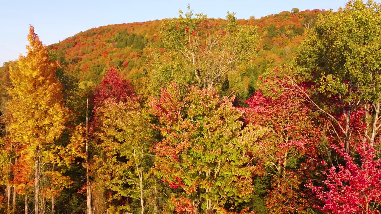 조용 한 가을 날 에 숲 을 공중 에서 볼 수 있다