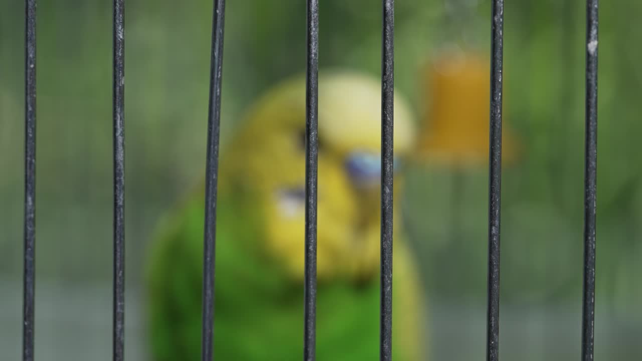 budgerigar detrás de las rejas - concepto de cautiverio