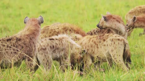 cackle of hyenas feeding on a scavenged kill, eating remains of animal in the maasai mara national reserve, kenya, africa safari masai mara north conservancy