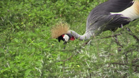 grey crowned crane searches for food in green grass, partly hidden by thorny thicket