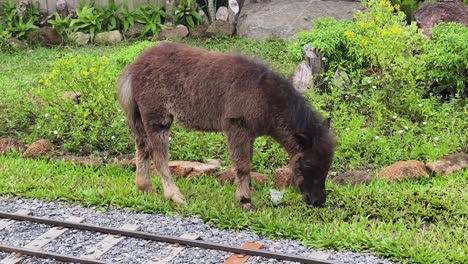 pony grazing on train tracks in garden