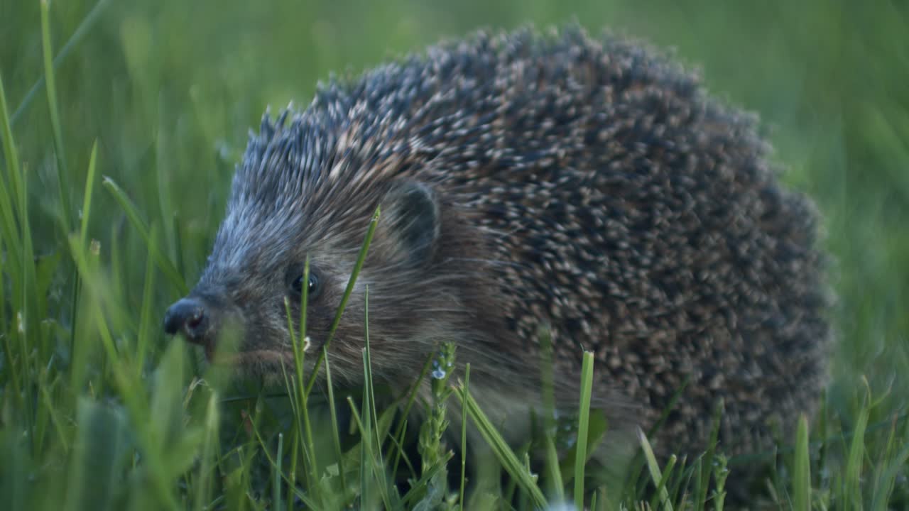 Europäischer Igel in der Abenddämmerung auf Insektenjagd