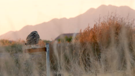 Still-shot-of-a-burrowing-owl-on-the-plains-of-zanjero