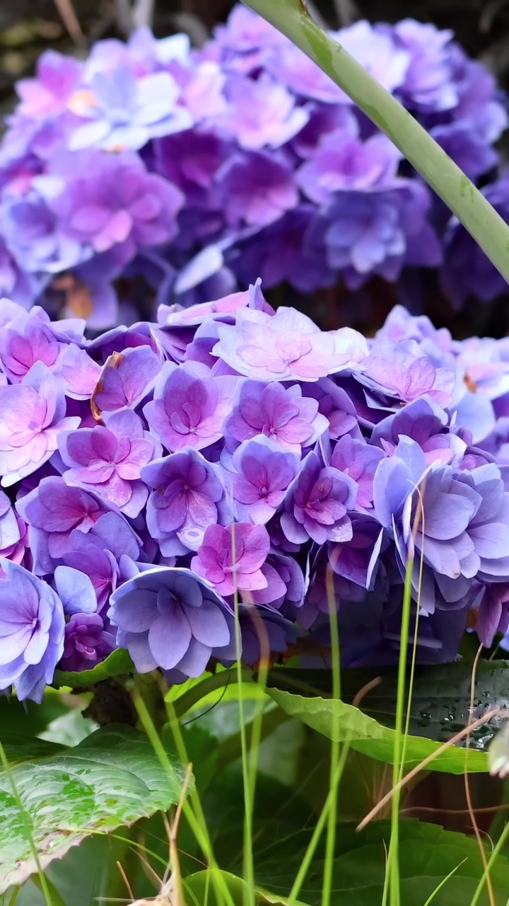 Purple hydrangeas with green leaves in Hanoi