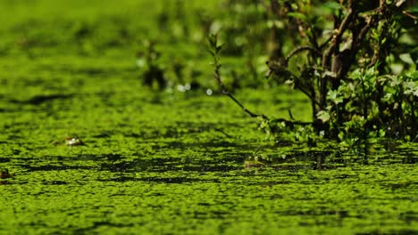 frogs dipped in the green algae covered swamp