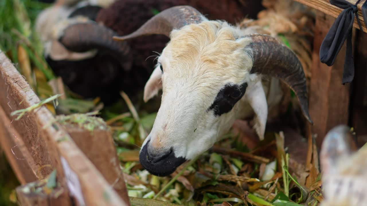 Head Shoot Of Goats Or Cattle Sheep Eating Their Meal From a Wooden Cage at Traditional Farm
