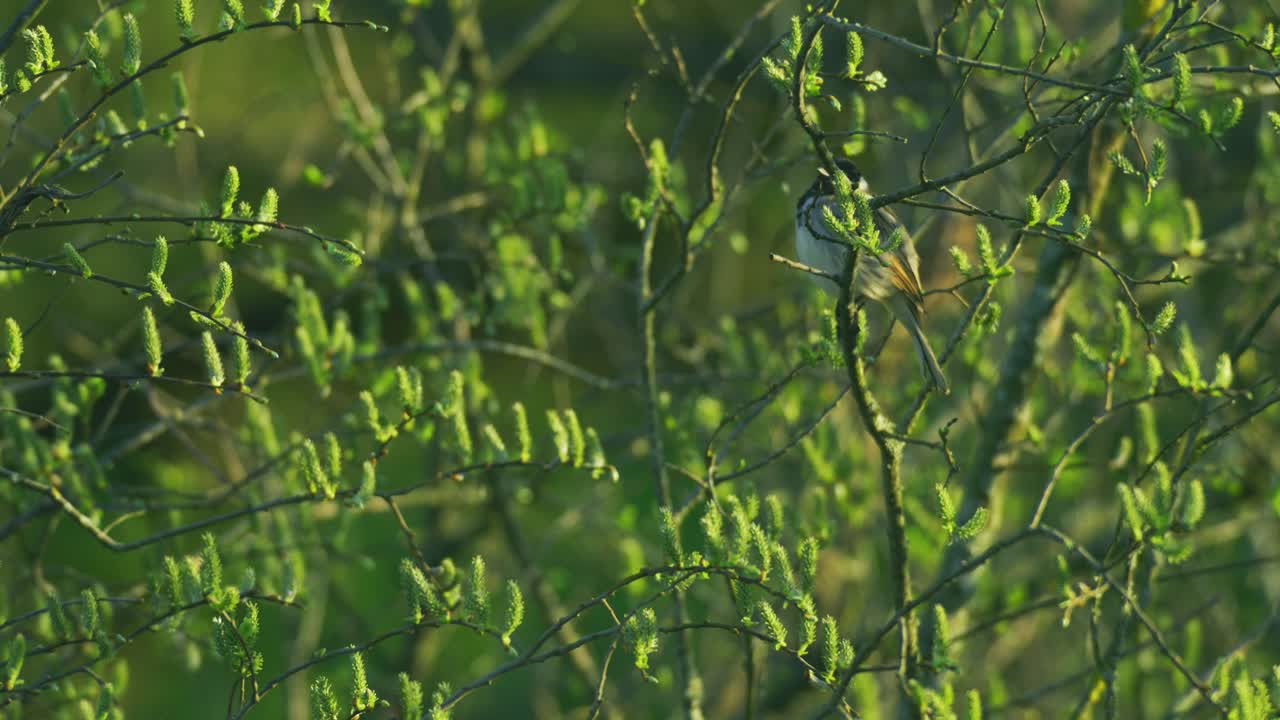 Maschio di migliarino di palude (Emberiza schoeniclus) appollaiato tra la nuova crescita primaverile di salici in un habitat di zone umide britanniche. Uccello canoro autoctono del Regno Unito osservato mentre riposa in un ambiente rurale naturale
