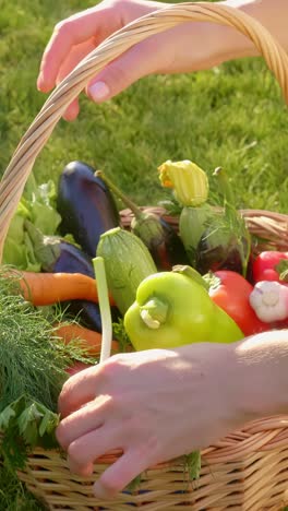 woman's hands arranging fresh vegetables in a basket