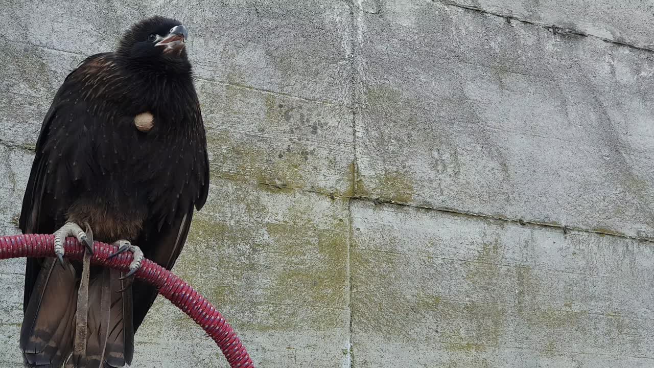 Rapacious bird on perch screaming and moving head. Static