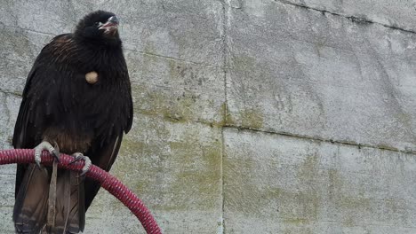 rapacious bird on perch screaming and moving head. static