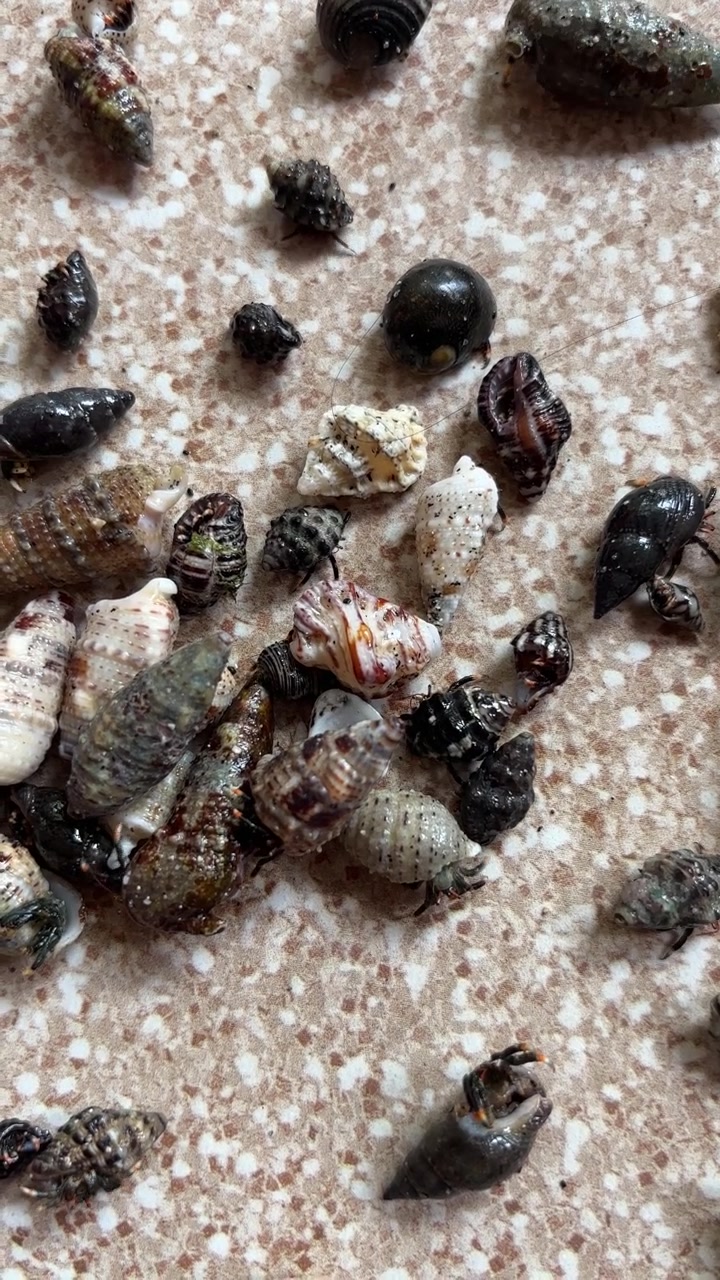 Many Small Hermit Crabs and Snails Crawling on a Surface