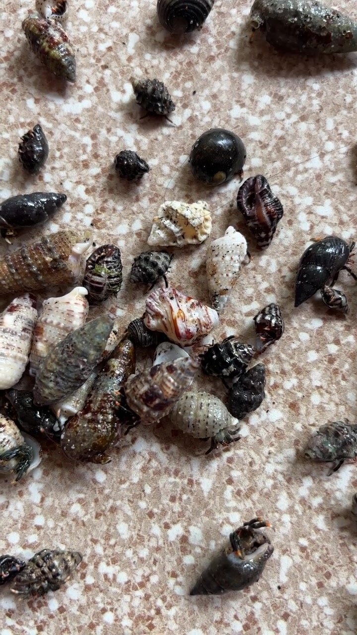 Many Small Hermit Crabs and Snails Crawling on a Surface