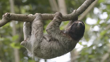 perezoso de tres dedos personaje encantador en el hábitat natural de costa rica primer plano
