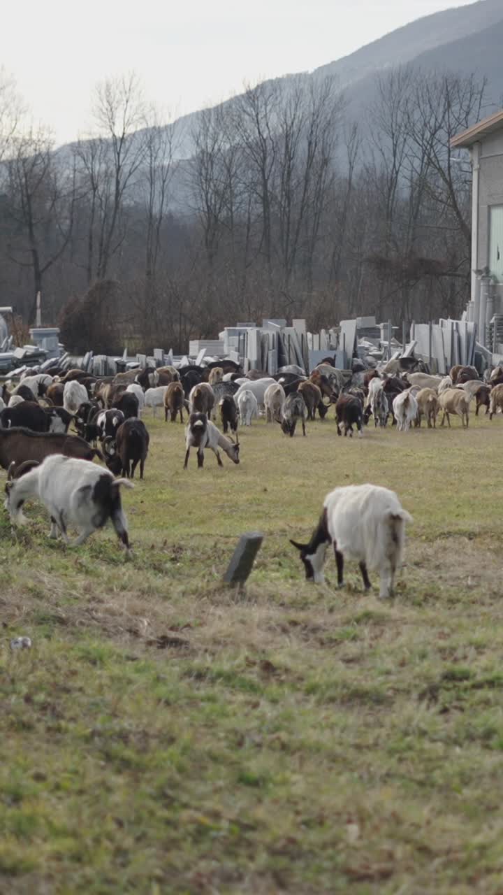 A herd of goats grazing in a field