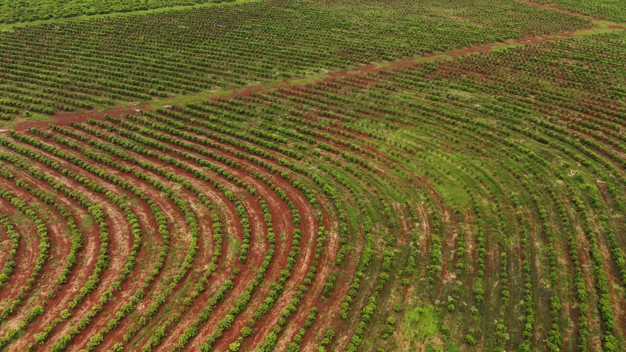 Drone aerial landscape view across crop yerba mate plantation vegetation sustainable farming land agriculture Santa Mar&iacute;a Misiones Catamarca Argentina South America