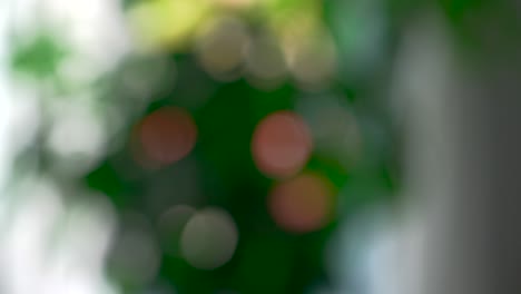 el bokeh 03