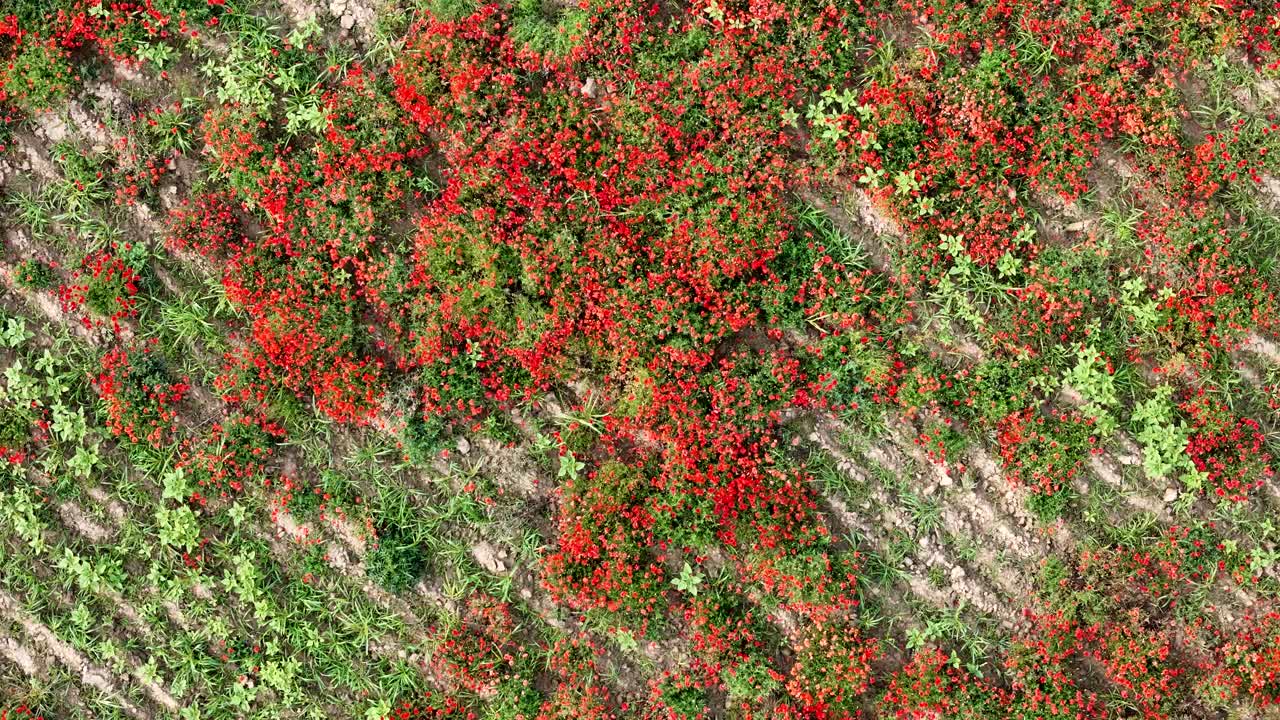 Drone shot of red poppy (Papaver rhoeas) flowers in full bloom across a rural field, showing vivid seasonal colors and natural floral patterns from above