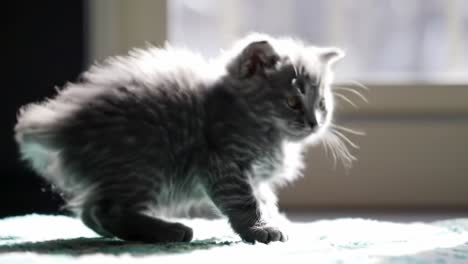 a playful grey kitten explores its environment with curiosity and playfulness, showcasing fluffy fur and adorable expressions in soft natural light