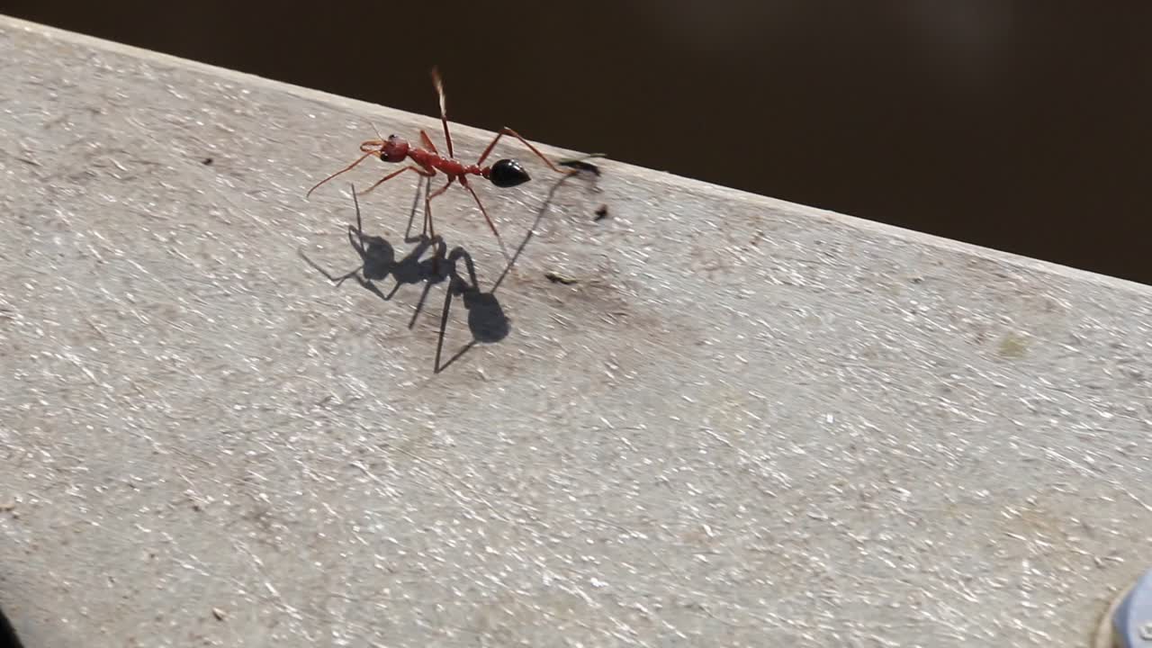 Close-up of a red ant standing on the edge of a wooden surface in bright natural light