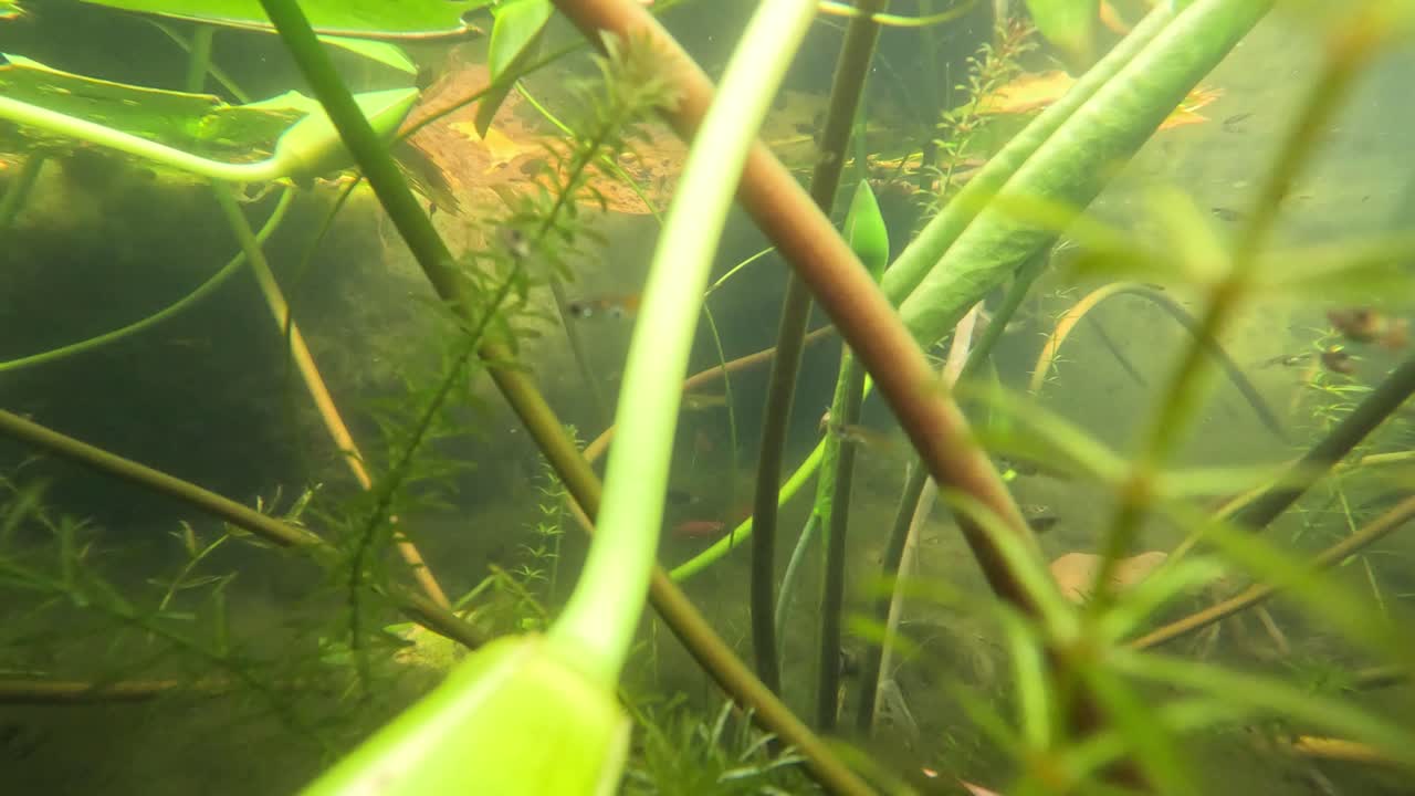 연못에서 수생 생물과 식물들을 관찰하는 것