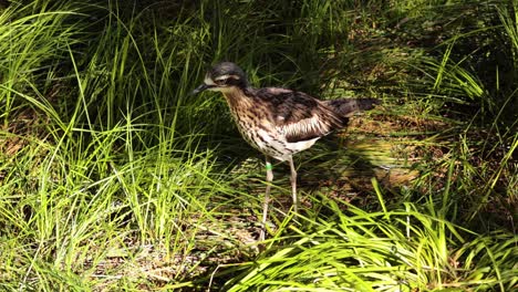 bush stone-curlew walking through grassy area