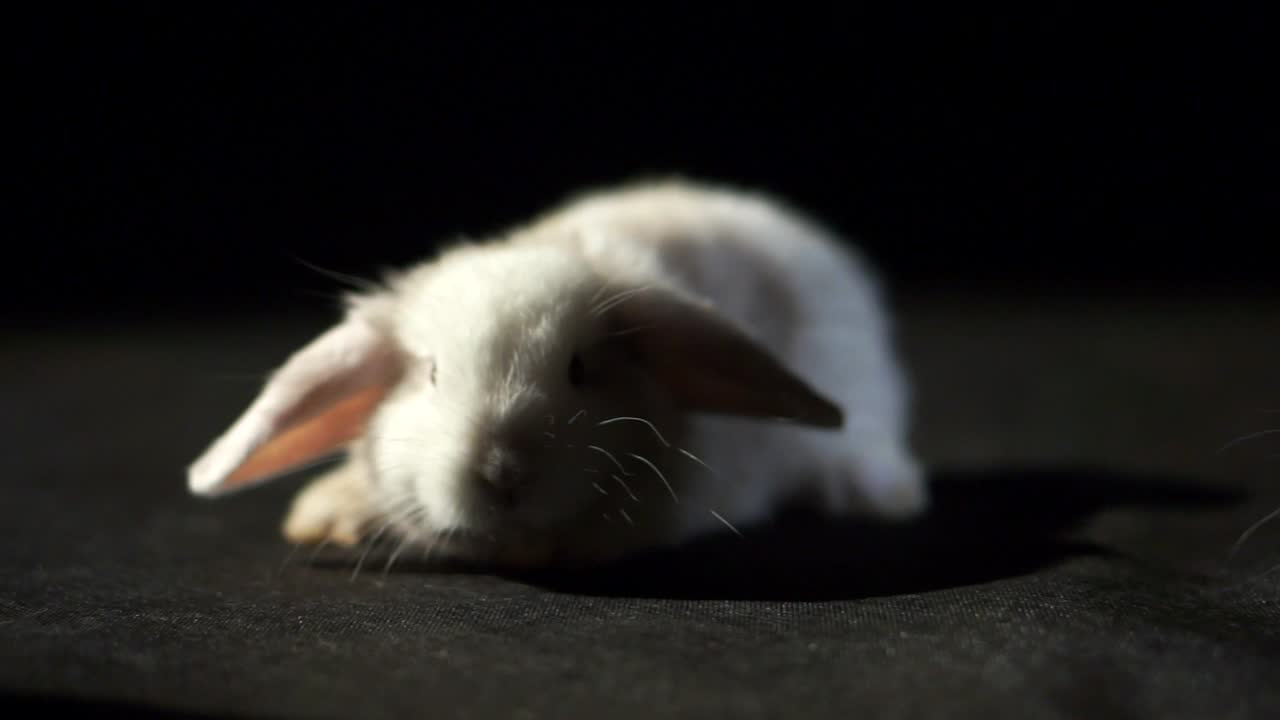 2마리의 사랑스러운 아기 롭 토끼와 함께 검은색 스튜디오 배경을 패닝하는 흰색 토끼와 푹신한 털과 꿈틀거리는 코를 가진 갈색 토끼