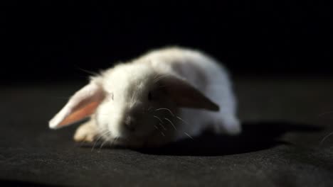 Panorámica-De-Fondo-De-Estudio-Negro-Con-Dos-Adorables-Conejos-Baby-Lop-Uno-Blanco-Y-Otro-Marrón-Con-Piel-Esponjosa-Y-Narices-Retorcidas-Explorando