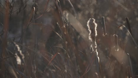 Colorado-Wetland-Plants,-Home-of-Birds-in-Ponds