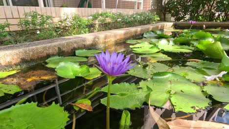 lapso de tiempo de los lirios de agua que se abren a la luz del sol