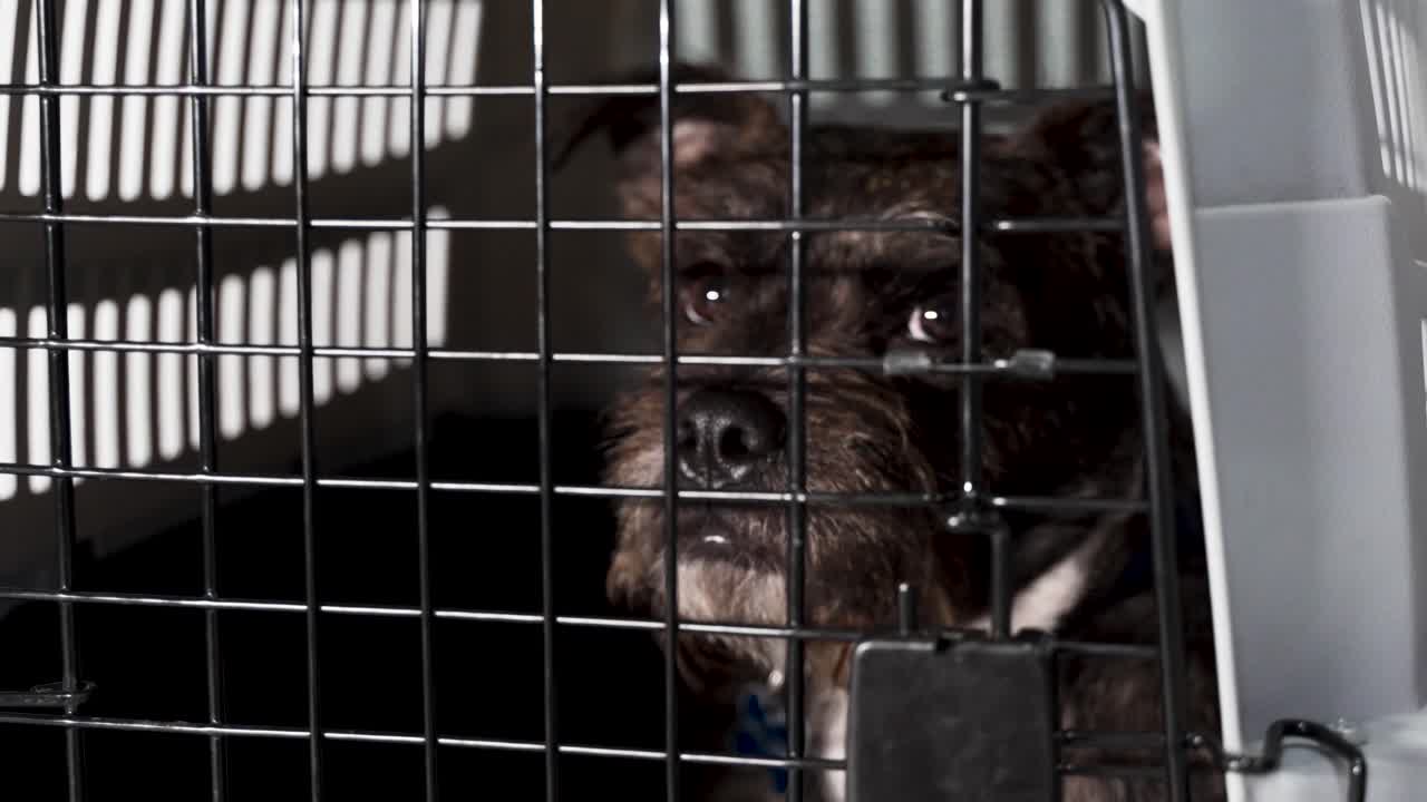 사육장에 있는 순종하지 않는 혼합 품종 개