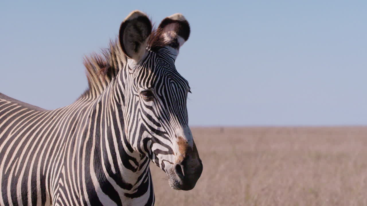 Grevy's Zebras head gazing around in savannah
