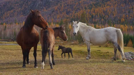 horses in a mountain meadow