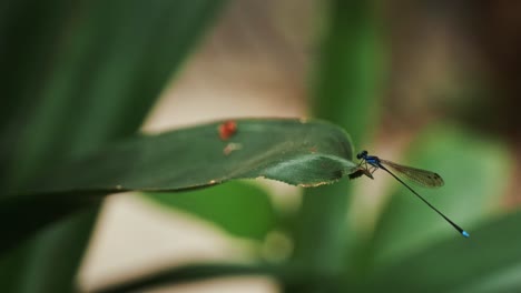 close up of dragonfly landing on leaf in slow motion