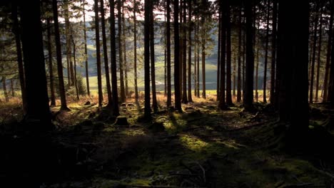 pan shot of sunrays shining in moss covered spruce forest with long shadows