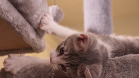 lazy little cute silver kitten lying on the side