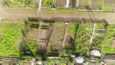 Luftaufnahmen-Von-Gemeinschaftlichen-Gemüsegartengrundstücken-Mit-Kleinen-Schuppen