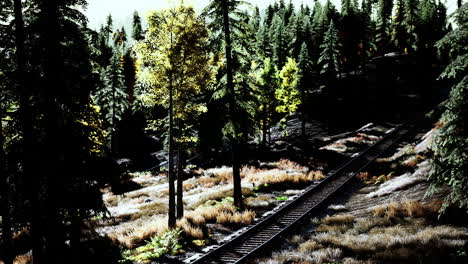 a train track cuts through a dense forest