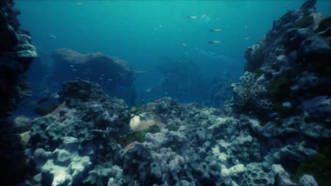 un fondo oceánico poco profundo con arrecifes de coral y peces